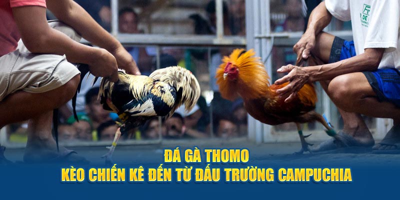 Đá gà thomo - nơi tụ họp những chiến kê đỉnh cao nhất