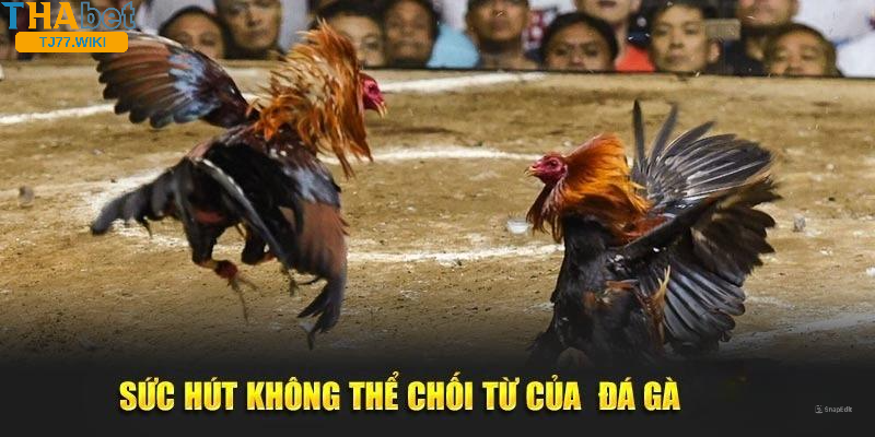 Đá gà Tj77: Chia sẻ những kinh nghiệm quý báu từ cao thủ